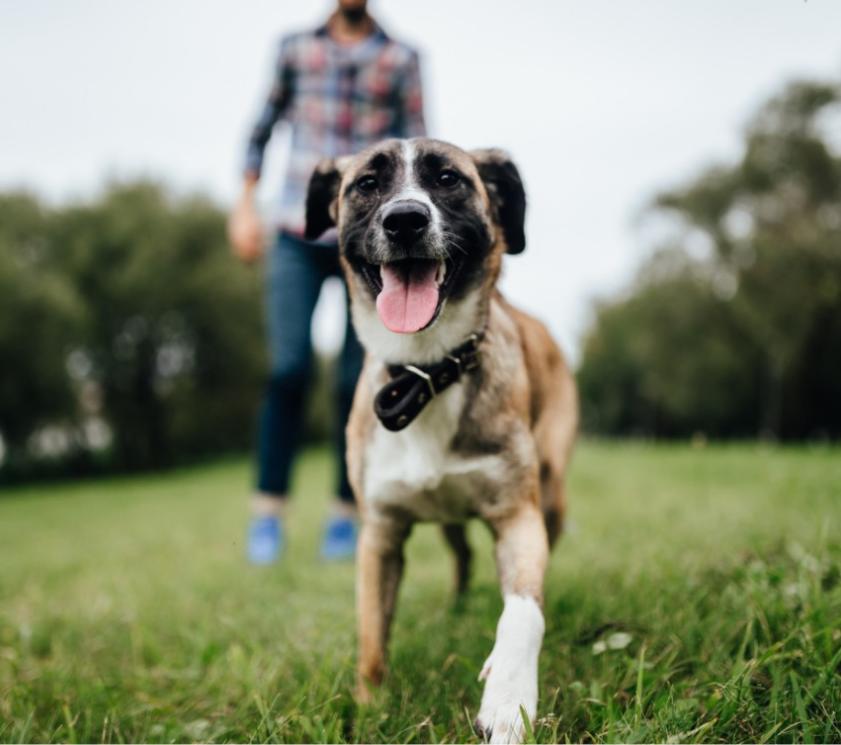 Happy dog running on grass with person in the background.